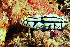 Raja Ampat 2016 - Phyllidia varicosa - Swollen phyllidia - Phyllidie verruqueuse - IMG_5000_rc